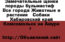 Замечательные щенки породы бульмастиф - Все города Животные и растения » Собаки   . Хабаровский край,Комсомольск-на-Амуре г.